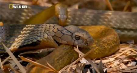 Video: Hổ mang chúa nuốt chửng rắn độc 'khủng' Châu Phi