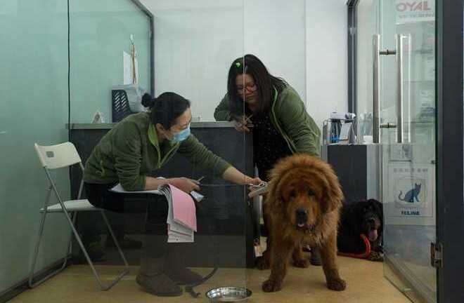 Hết thời được chiều chuộng, chó ngao Tây Tạng rơi vào thảm cảnh