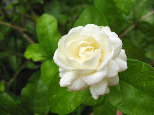 Tuyệt chiêu đánh bay mụn hiệu quả bằng hoa nhài