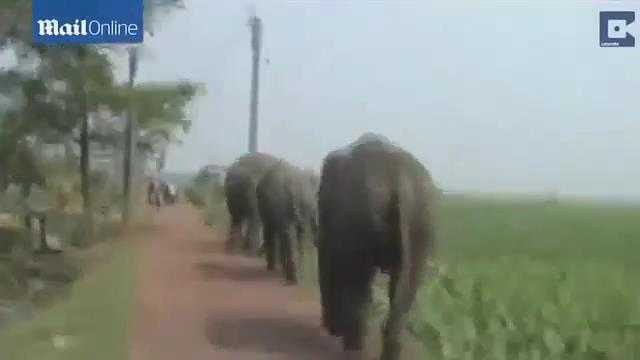 Video: Kinh hoàng voi vào làng tấn công người