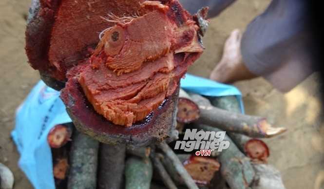 Sự thật về cây máu người đang được săn lùng ráo riết ở đại ngàn