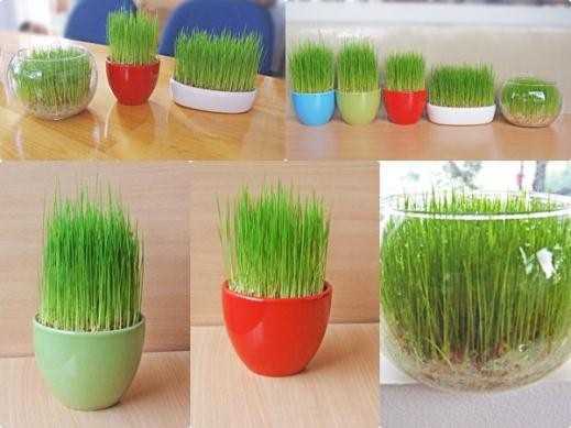 Mẹo tự trồng mọi loại rau cho gia đình dùng