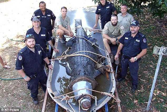 Clip: Bắt được cá sấu 'quái vật' nặng 550kg