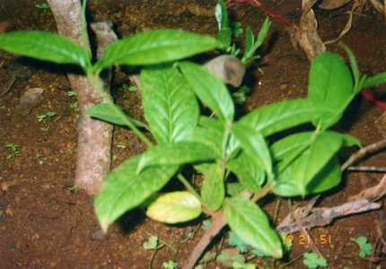 Những thảo dược quý hơn cả Viagra của cụ ông 102 tuổi, 4 vợ