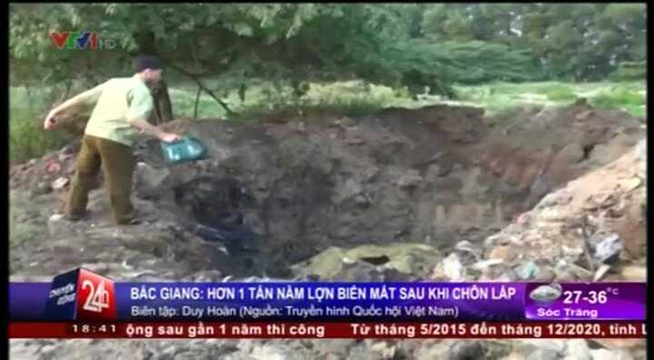 Bắc Giang: Hơn 1 tấn nầm lợn biến mất sau khi chôn lấp