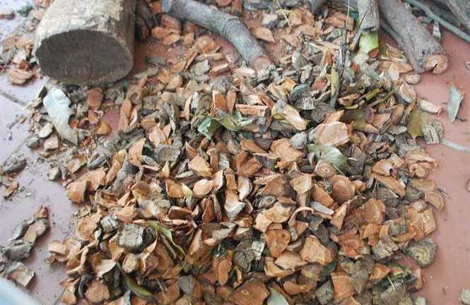 Đổ xô săn lùng thảo mộc có nhựa đỏ như máu vì tin đồn chữa ung thư