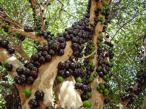 Dân Hà Nội phát cuồng với nho cực lạ