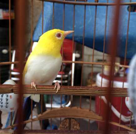 Chim đột biến gen: Tỷ phú Singapore trả nửa tỷ cũng không bán