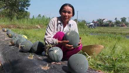 Tỉnh đoàn Quảng Ngãi bị tố ăn chặn tiền bán dưa: Báo Hà Nội Mới thừa nhận đưa tin sai