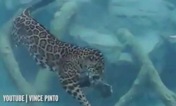 Báo đốm lặn xuống nước săn mồi ngoạn mục