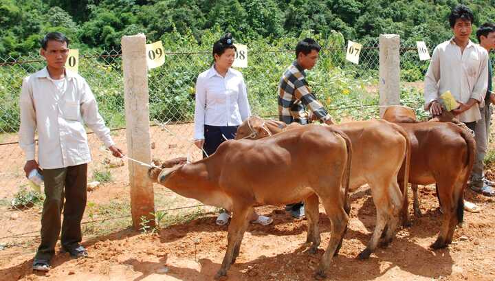 Dân mạnh thì biên vững