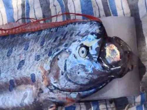 Cá 30kg giống rồng kỳ lạ dạt vào bờ biển Thanh Hóa