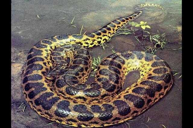 Clip: 'Quái vật ăn thịt người' đáng sợ nhất hành tinh