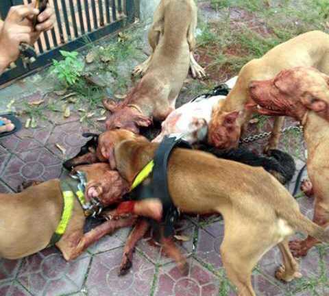 Hàng loạt vụ chó Pit bull hung hãn cắn càn trên đường