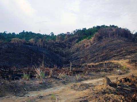 Rầm rộ mở đường, phá rừng mà kiểm lâm không biết