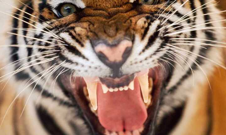 Vượt rào, thò tay vào chuồng bị hổ cắn nát tay