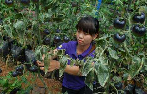 Cà chua đen 'sốt' giá và cây giống ở Lâm Đồng