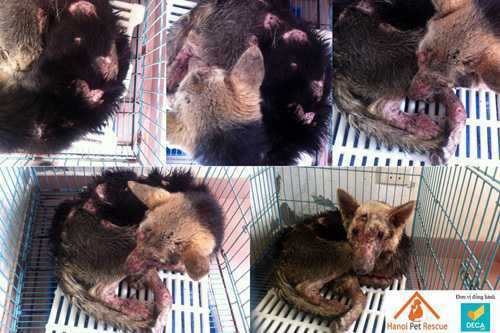 Chuyện lạ ở Hà Nội: Điện châm, truyền nước, phẫu thuật cho chó mèo