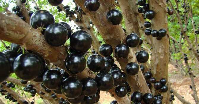 Chơi cây trăm triệu: Chuyện 'dở khóc, dở cười' của đại gia Việt