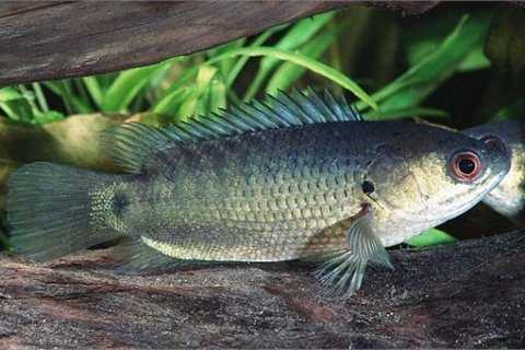 Cá rô sát thủ biết trèo cây, 'đi bộ'