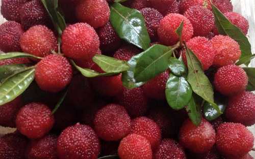 Truy tìm xuất xứ thực sự của quả thanh mai