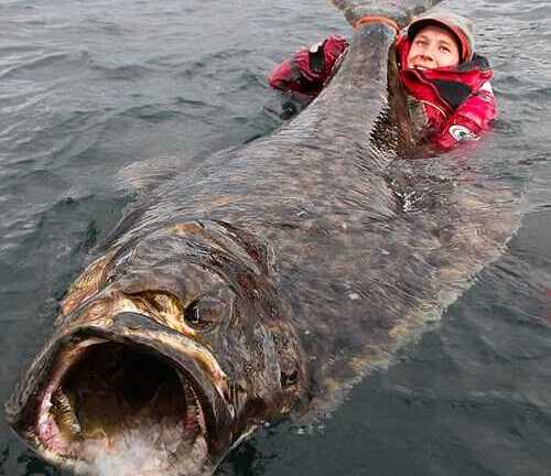 Bắt được cá bơn 'quái vật' nặng hơn 100kg