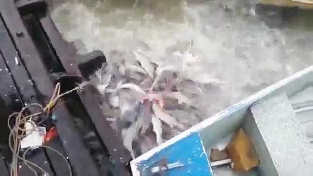 Kinh hãi cảnh cá ăn thịt người Piranha xâu xé miếng thịt