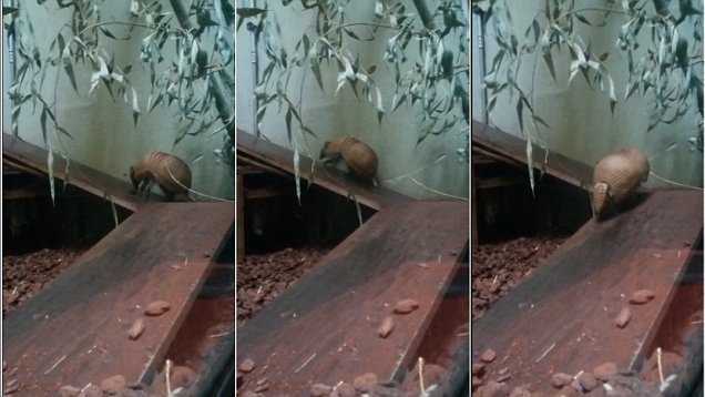 Khâm phục chú tatu bé nhỏ nỗ lực chinh phục tấm ván trơn trượt