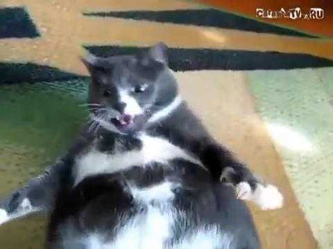 Phì cười với chú mèo mập ú ‘nổi cơn tam bành’