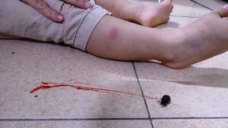 Xuất hiện bọ xít hút máu người ở Ninh Thuận