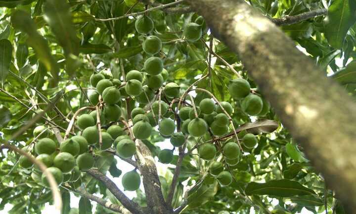 'Thôi miên’ cả nông dân và đại gia Việt, mắc ca có thực sự là cây tỷ đô?