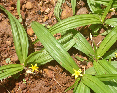 Sự thật về 'biệt dược' chữa ung thư máu đang rao bán tràn lan