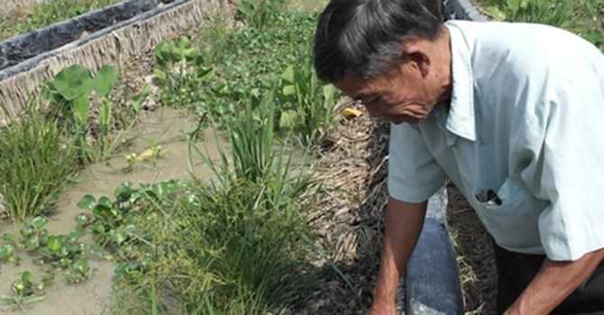 Nuôi lươn thu về bạc tỷ