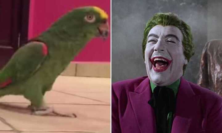 Video: Chú vẹt có điệu cười ‘man rợ’ nhất hành tinh