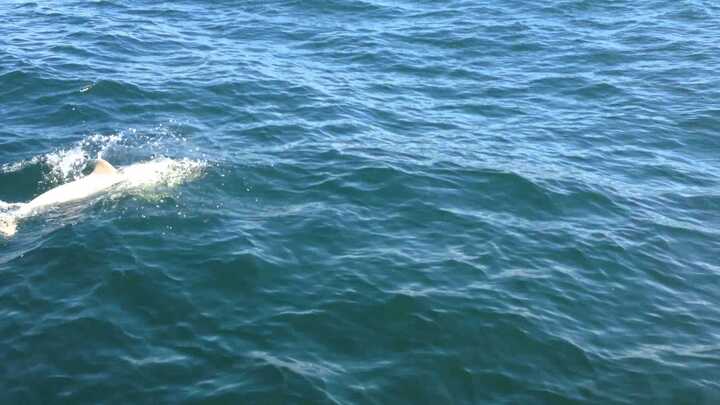 Clip: Phát hiện cá heo bạch tạng quý hiếm trên biển Baltic