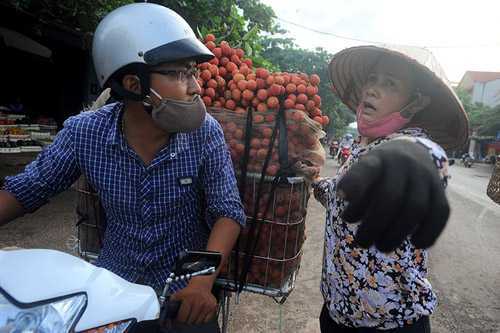 Những nghề kiếm bạc triệu ở vùng vải Lục Ngạn