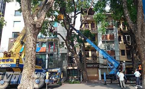 Cuồng phong ở Hà Nội: Xà cừ đổ nghiêng 'doạ' đè sập nhà 4 tầng
