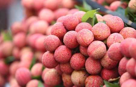 Trái vải Việt sang Pháp: 240.000 đồng/kg vẫn đắt hàng