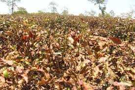 Người trồng chè 'méo mặt' vì nắng nóng khốc liệt