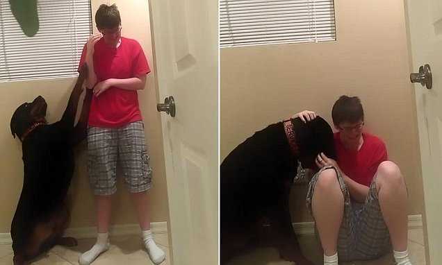 Xúc động clip chú chó xoa dịu chủ bị tự kỷ