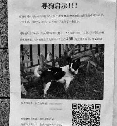 Những kiểu chi tiền tấn để tìm thú cưng của các quý bà đơn thân