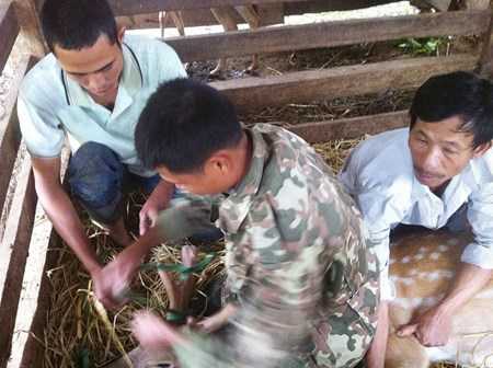 Bí ẩn chưa biết về nghề cắt nhung hươu