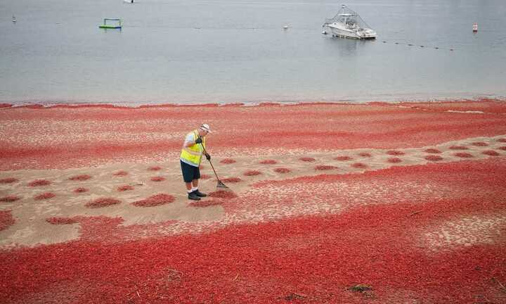 Video: Hàng trăm nghìn con cua ‘nhuộm đỏ’ bờ biển California