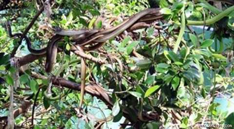 Đang ngủ trong nhà cũng bị rắn lục đuôi đỏ tấn công