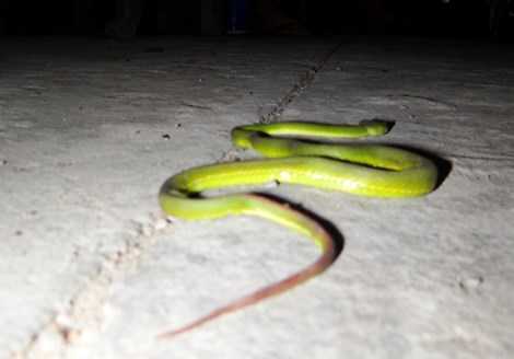 Rắn lục đuôi đỏ xuất hiện nhiều bất thường ven sông Sài Gòn