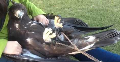 Khoảnh khắc dễ thương rụng rời của ‘sát thủ’ đại bàng vàng