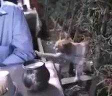 Chú mèo xin ăn trong nhà hàng