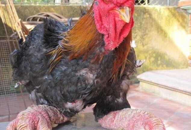 Giống gà nghìn USD của Việt Nam được 'báo Tây' tán tụng