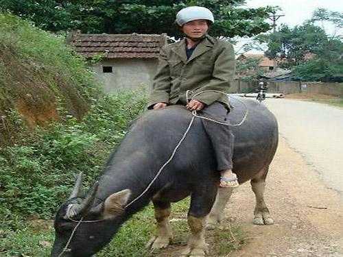 Mũ bảo hiểm ở nông thôn: Chỉ đội khi trời nắng