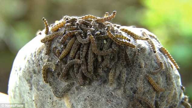 Ghế đá công viên lúc nhúc sâu bướm